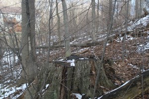 Near the Conservancy
