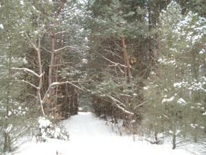 Pine Tree Loop, Sarett Nature Center