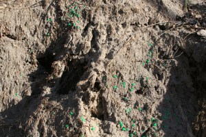 Green beads turned from a sandy path