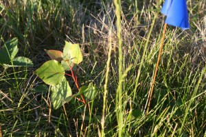 A class of 2014 baby poplar