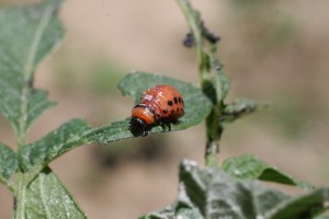 Attack mode,  potato beetle larva