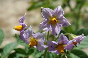 Potato flowers on a summer afternoon