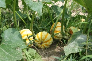 The vining "Bluecircle hybrid" squash