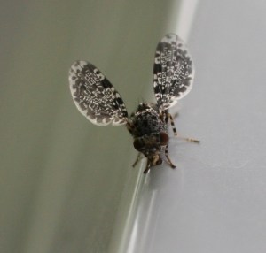 Peacock fly on the deck rail