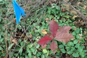 Seedling oak showing its colors