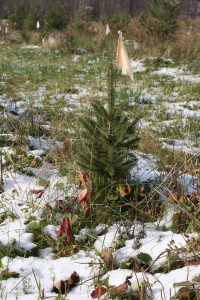 Slowly grows the seedling spruce
