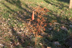 A dawn redwood after the frost 