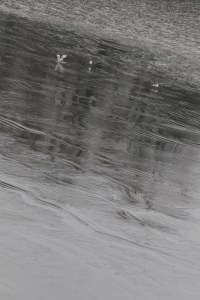 Gulls at the icy edge