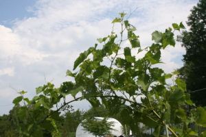 A vine with battle scars