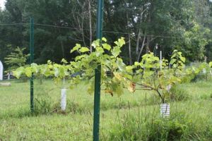 Growth on the new trellis