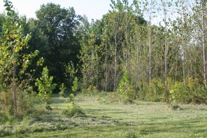 Future sycamore lane