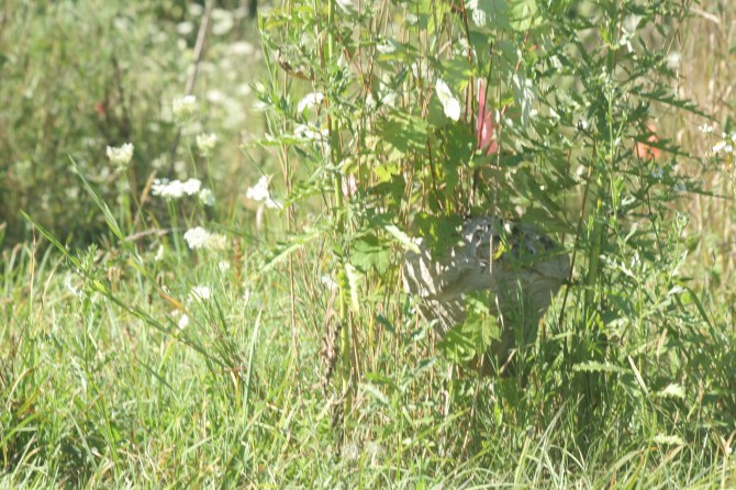 A hornet's nest on a maple seedling lurks in the weeds